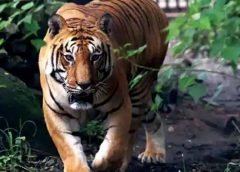 kultali and tiger