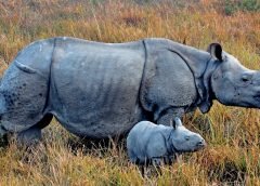 Kaziranga-1