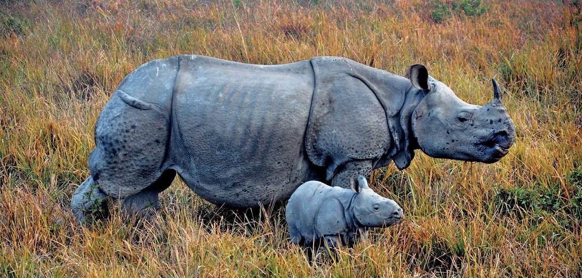 Kaziranga-1