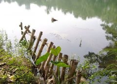 plastic and pond