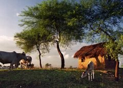 rural weather