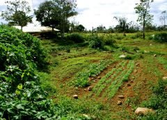 vegitable and weather