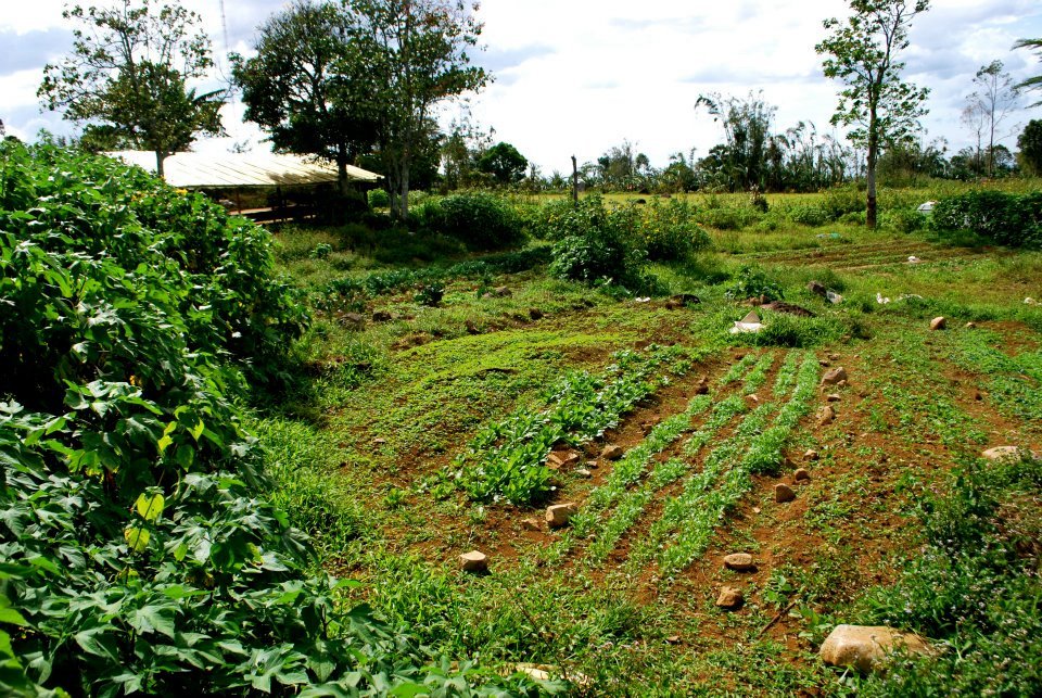 vegitable and weather