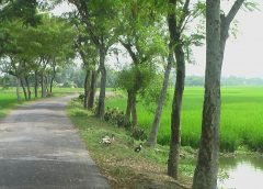 bengal and village