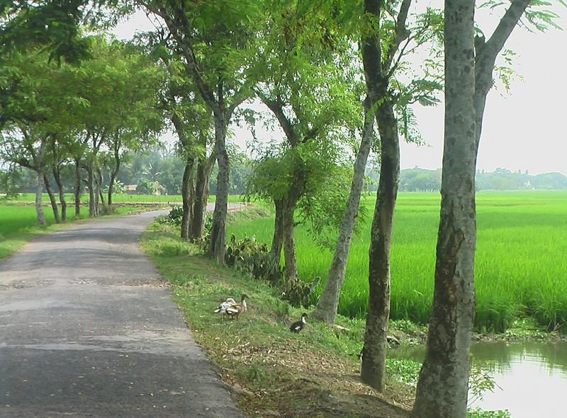 bengal and village