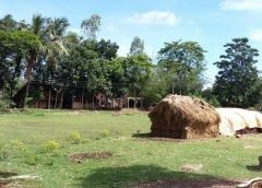 bengal and villege 8