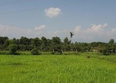 bengal weather7