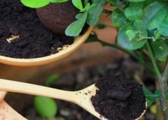 tea and plants