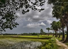 wether