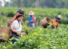 Tea Garden-2