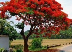 palash and bengal weather