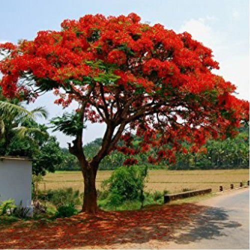palash and bengal weather