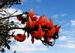palash and flower