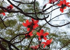 palash and sky