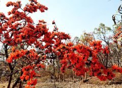 palash and weather