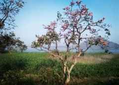 place and bengal