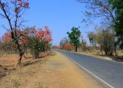 weather and palash flower
