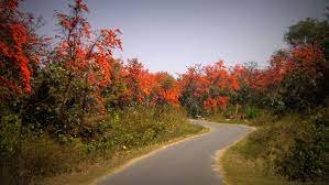 weather and palash in bengal
