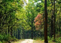 India State of Forest Report-1