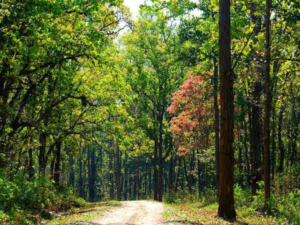 India State of Forest Report-1