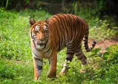 tiger