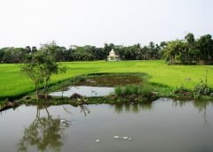 rural and weather bengal