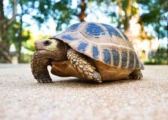 turtle