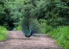 environment and 5 june