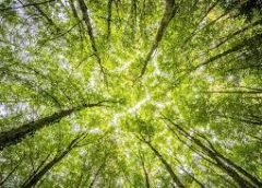 save and forests
