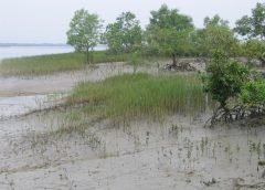 sundarbon and mangrove