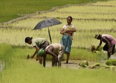 paddy and farmer