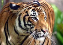 tiger day 29 july
