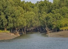 Sundarban