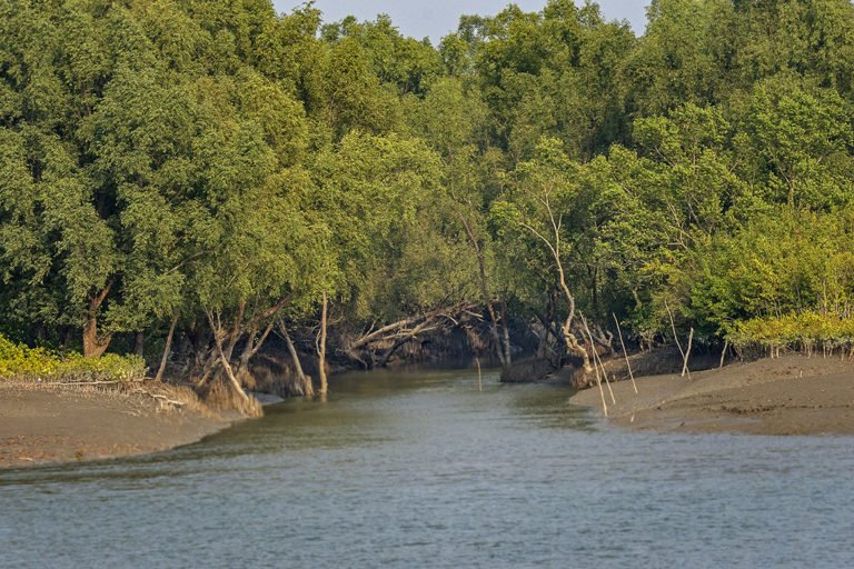 Sundarban