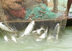 hilsa