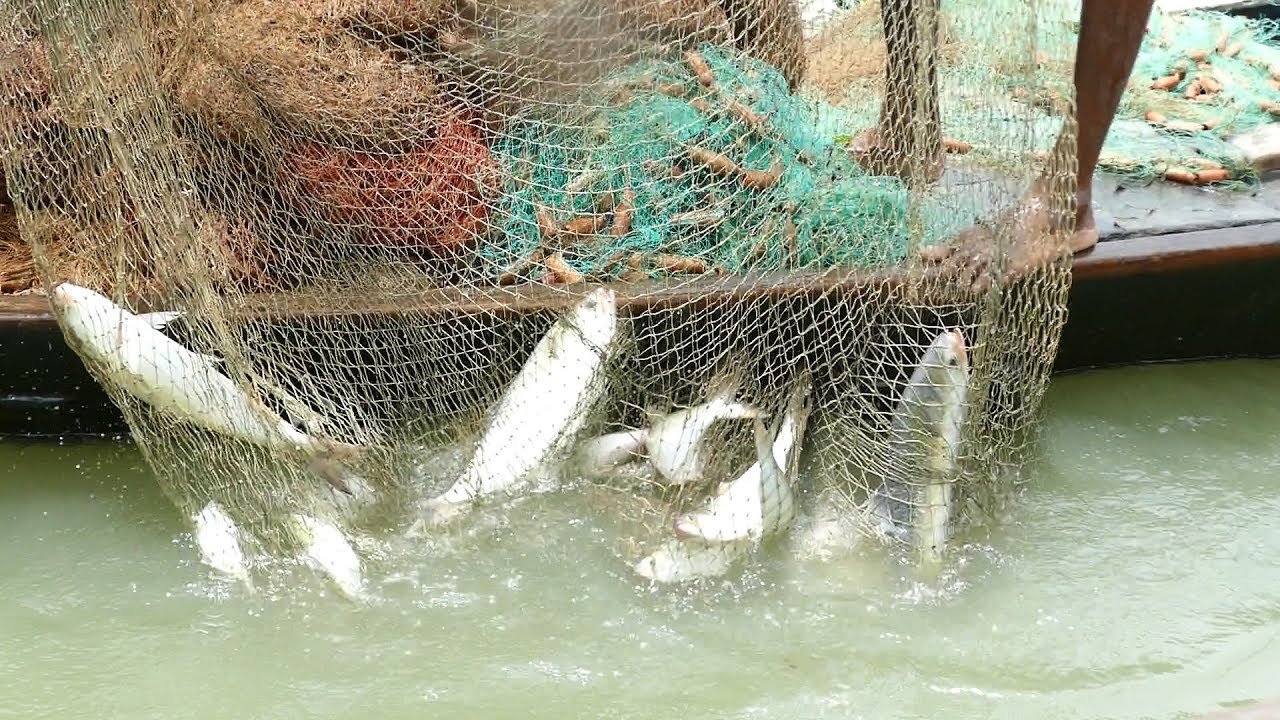 hilsa
