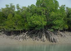 sundarban and geography