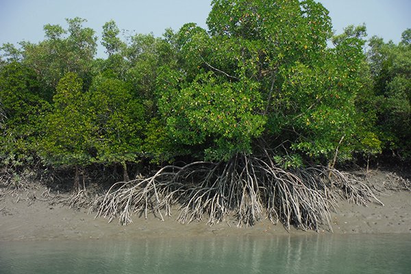 sundarban and geography