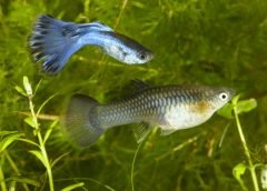 mosquito and fish