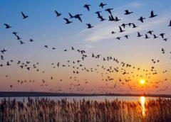 migratory birds