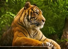 tiger national animal