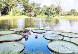 Shibpur B Garden